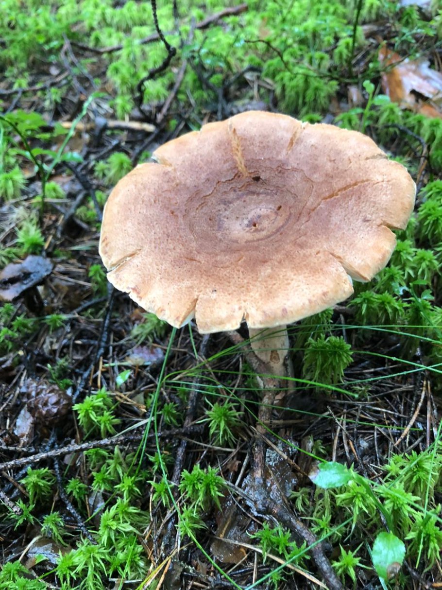 Млечник серо-розовый Lactarius helvus