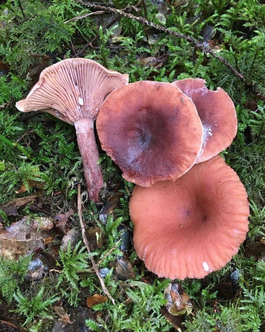 Гриб млечник камфорный