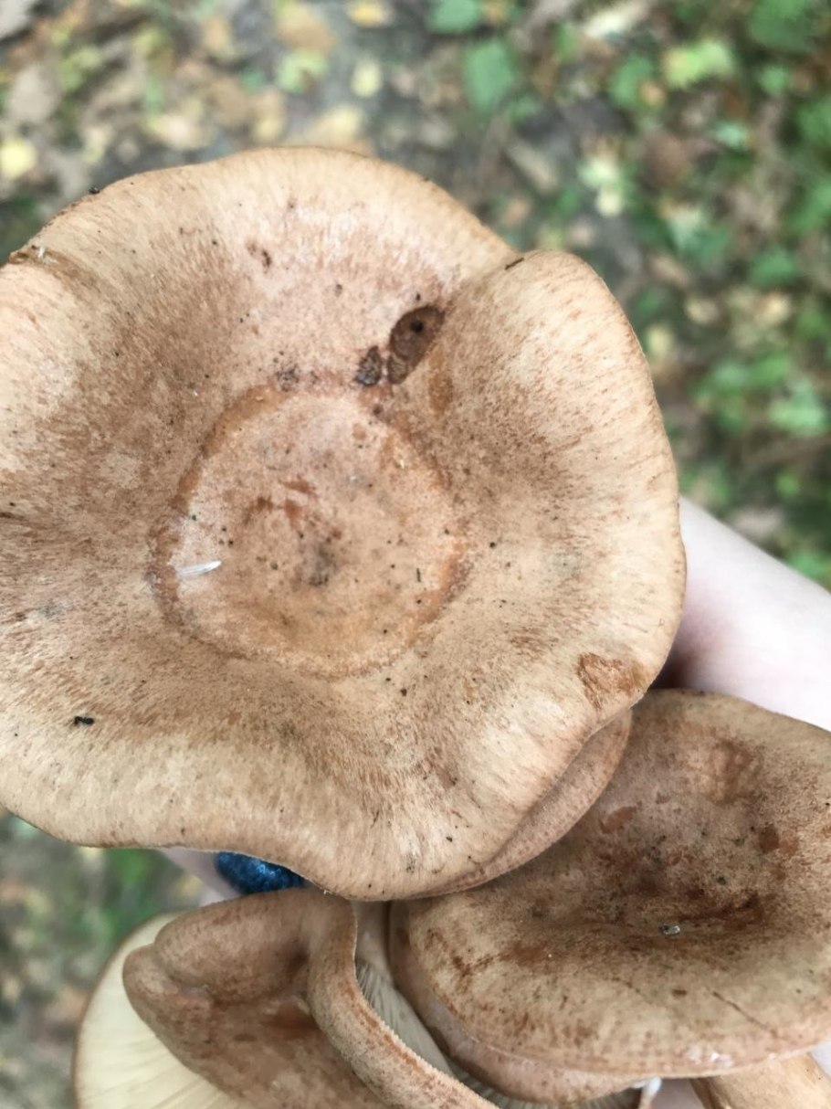 Млечник дубовый гриб