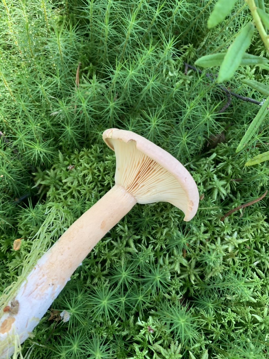 Млечник серо-розовый Lactarius helvus