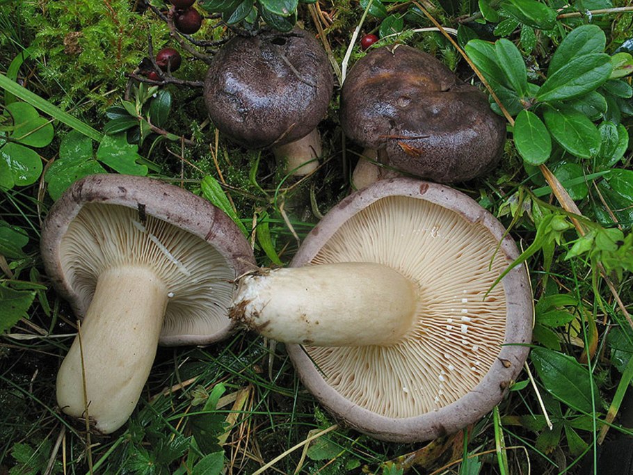 Млечник обыкновенный (Lactarius trivialis)