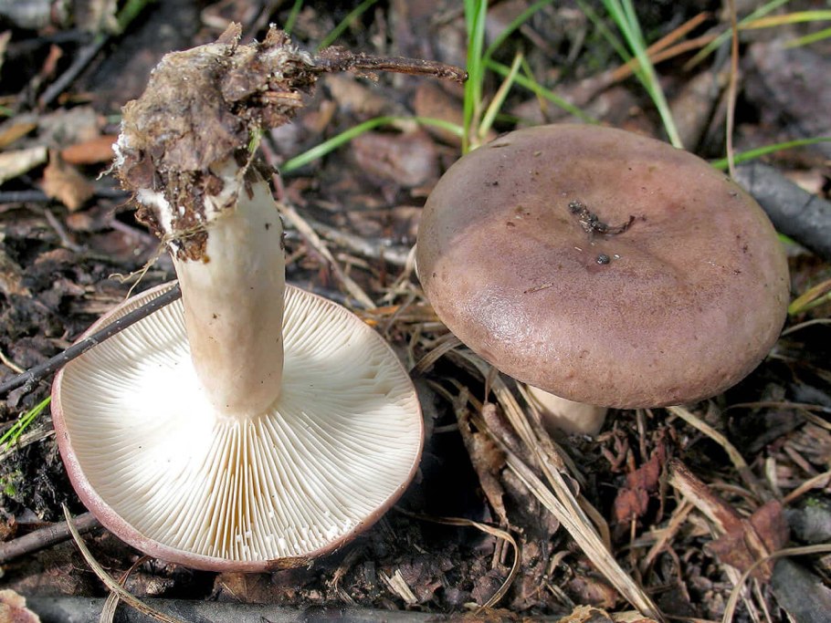 Млечник обыкновенный (Lactarius trivialis)