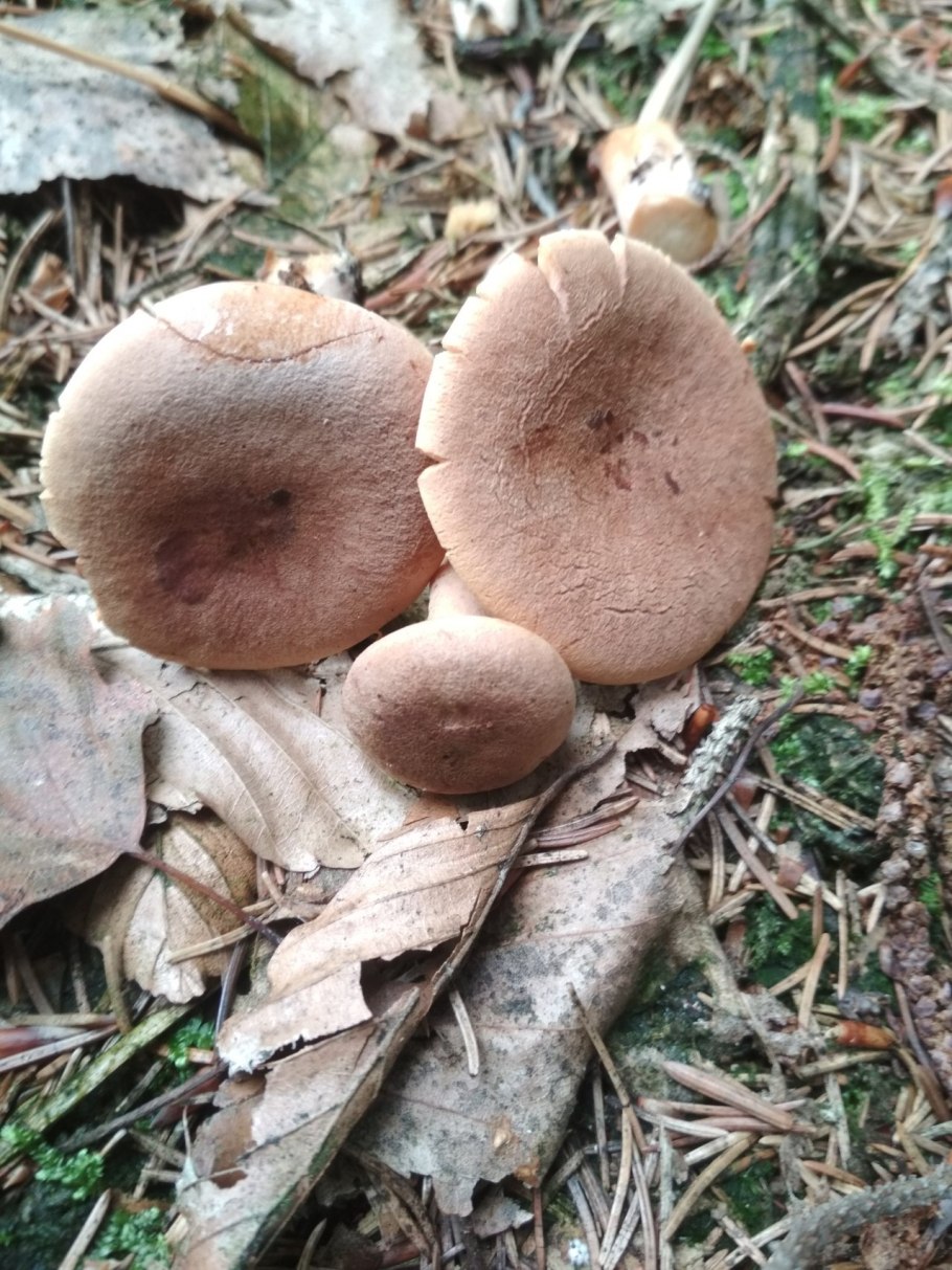 Млечник серо-розовый Lactarius helvus