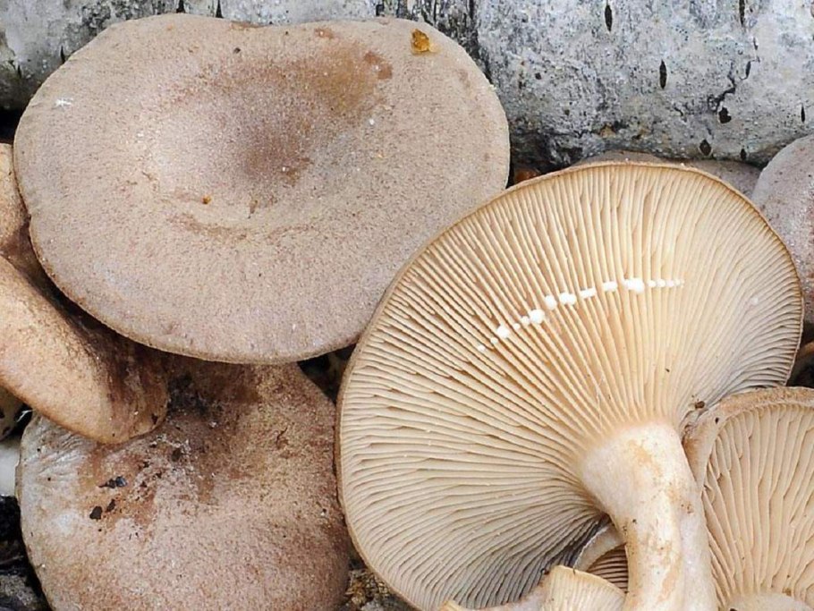 Млечник ароматный Lactarius glyciosmus