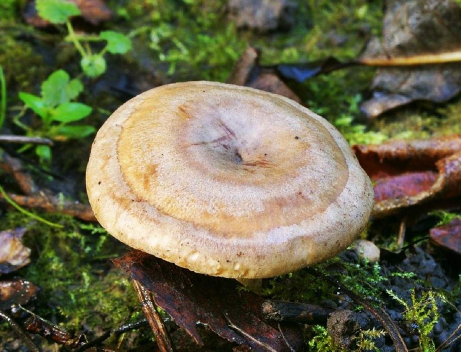 Млечник жгуче-Млечный