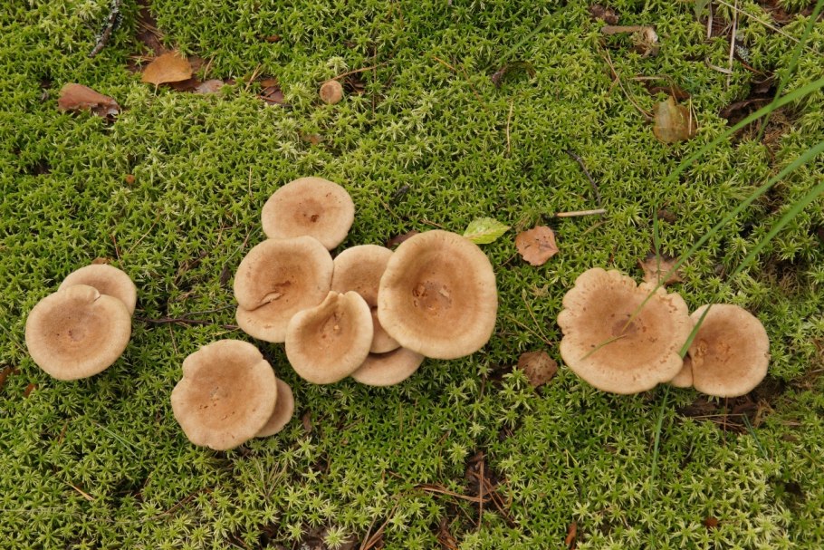 Млечник серо-розовый Lactarius helvus