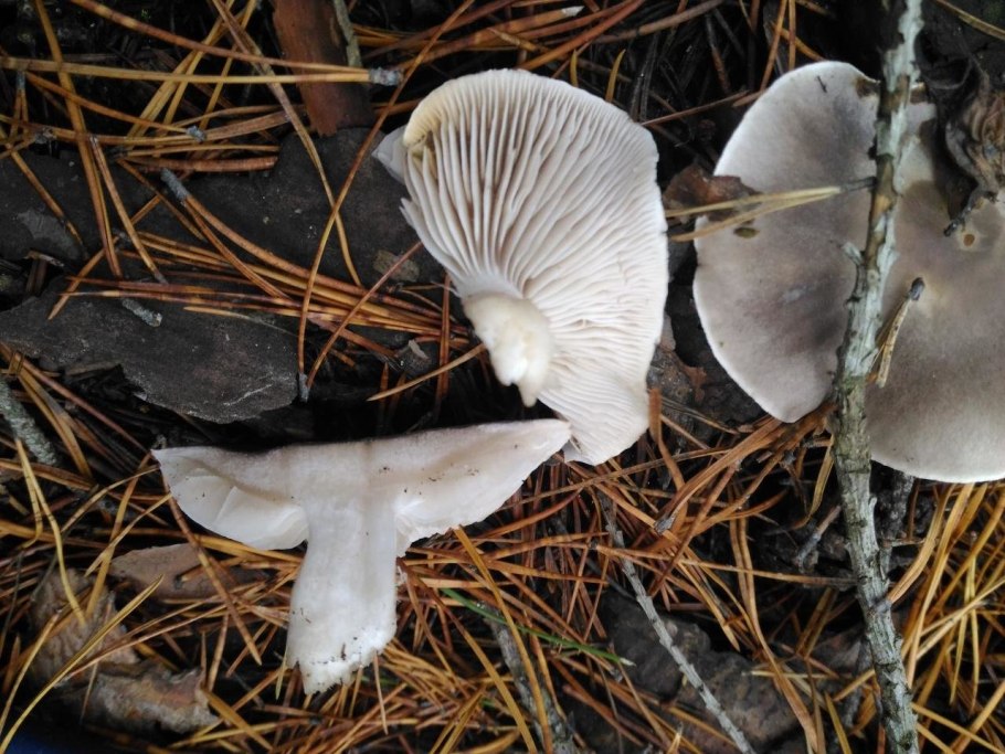 Рядовка мыльная Tricholoma saponaceum