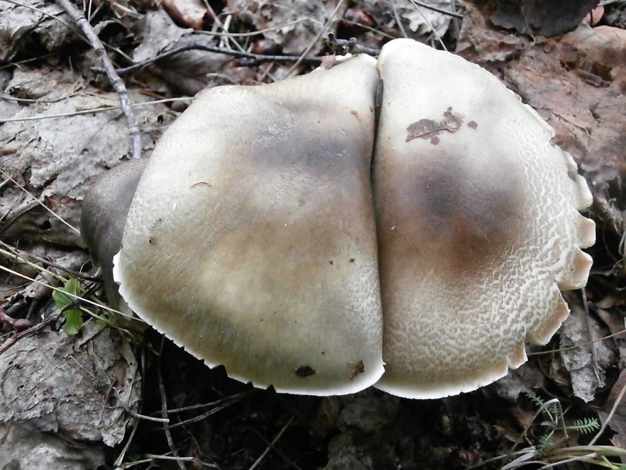 Рядовки Кубани