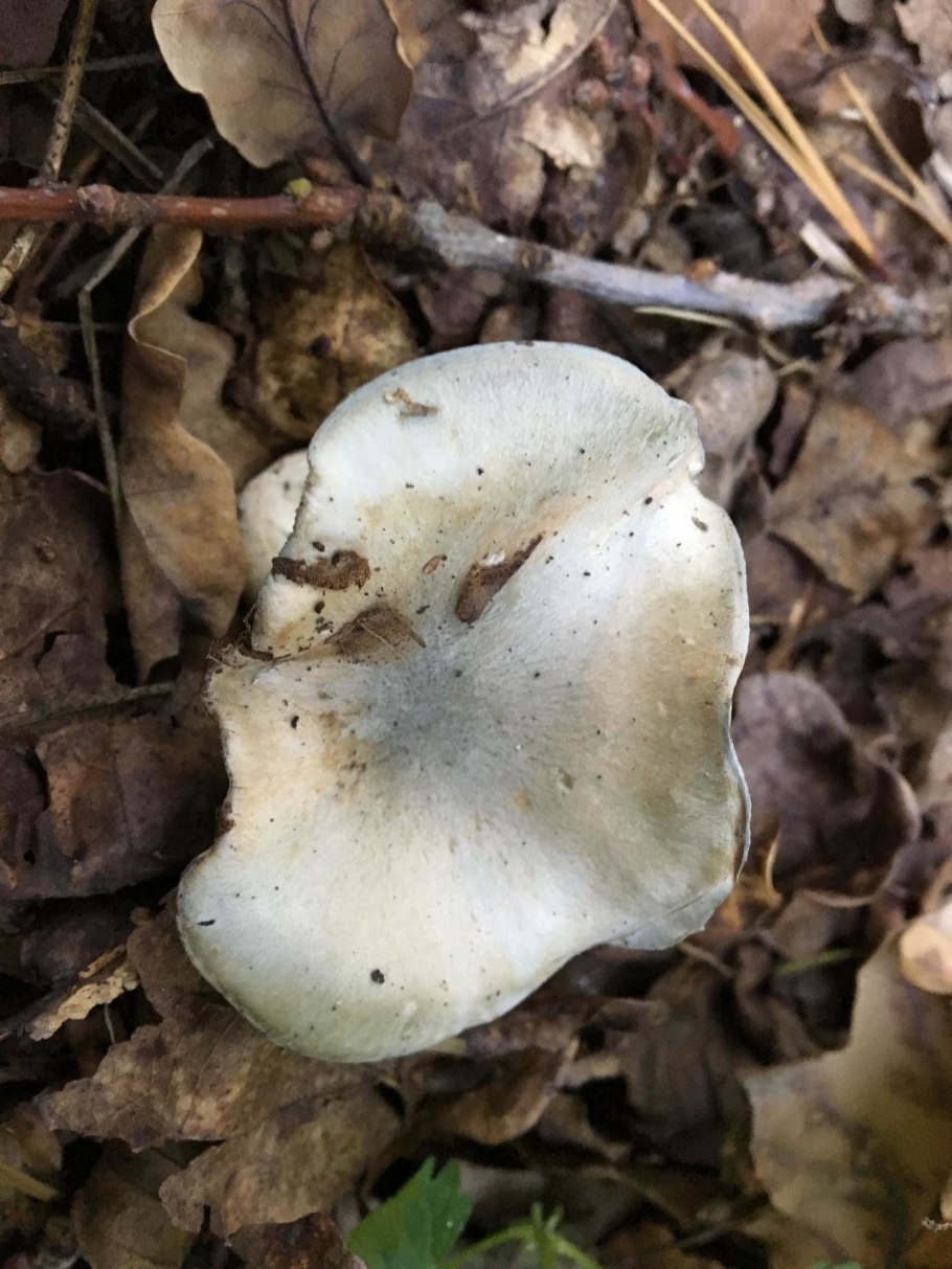 Грибы рядовки несъедобные