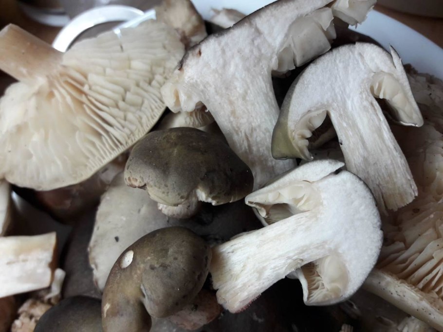 Гриб подгруздниккоричново серый