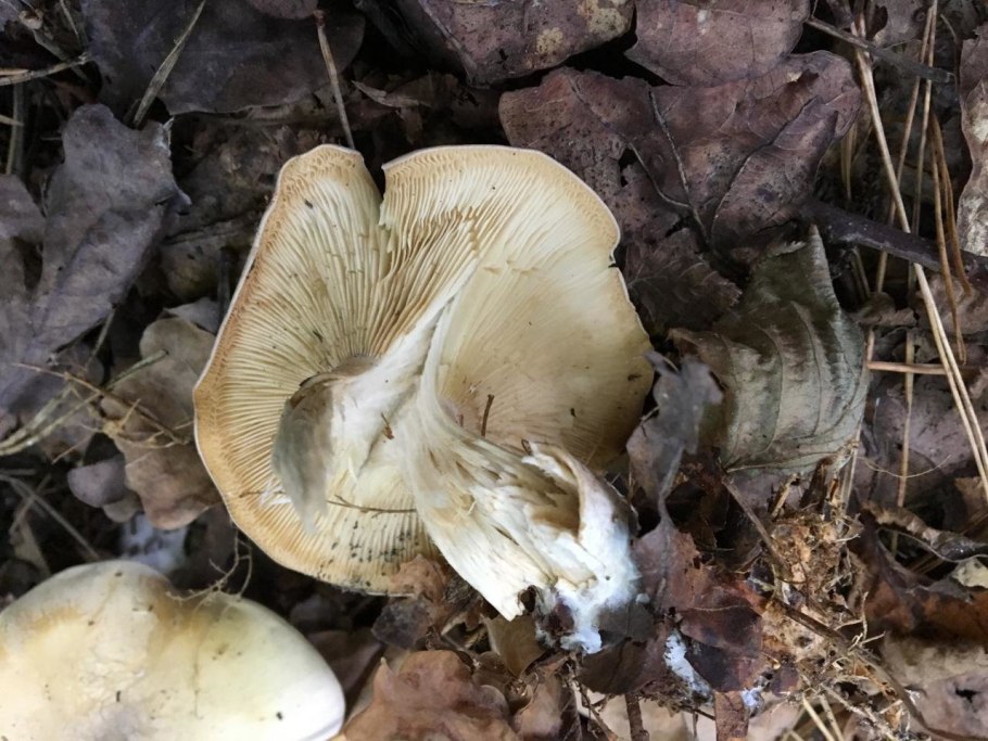 Рядовка обыкновенная