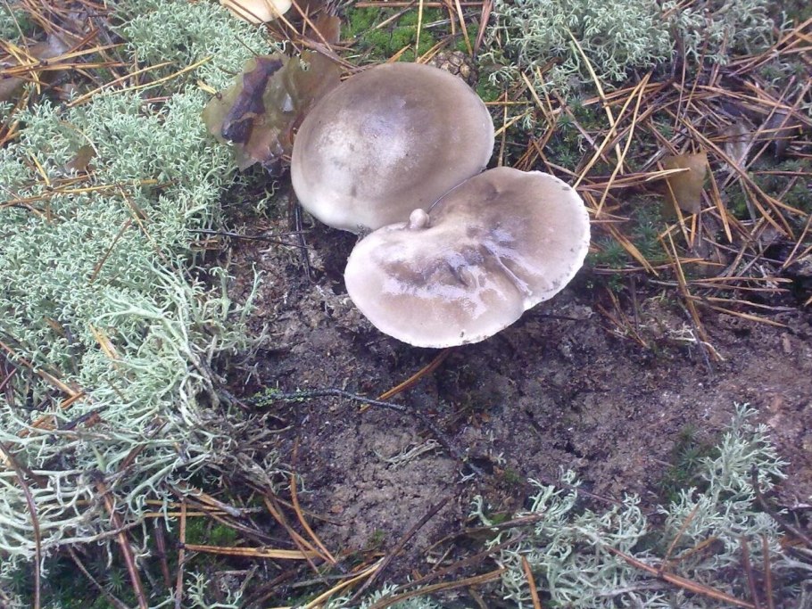 Рядовка мыльная Tricholoma saponaceum