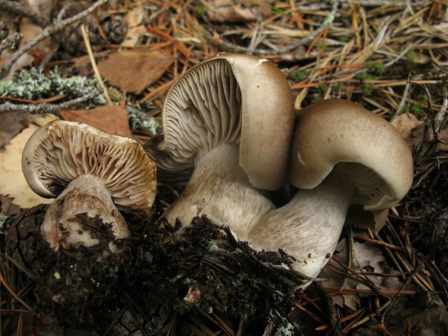 Рядовка серая Tricholoma saponaceum