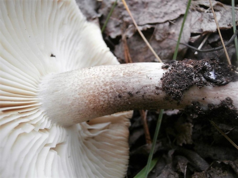 Рядовка мыльная tricholoma saponaceum