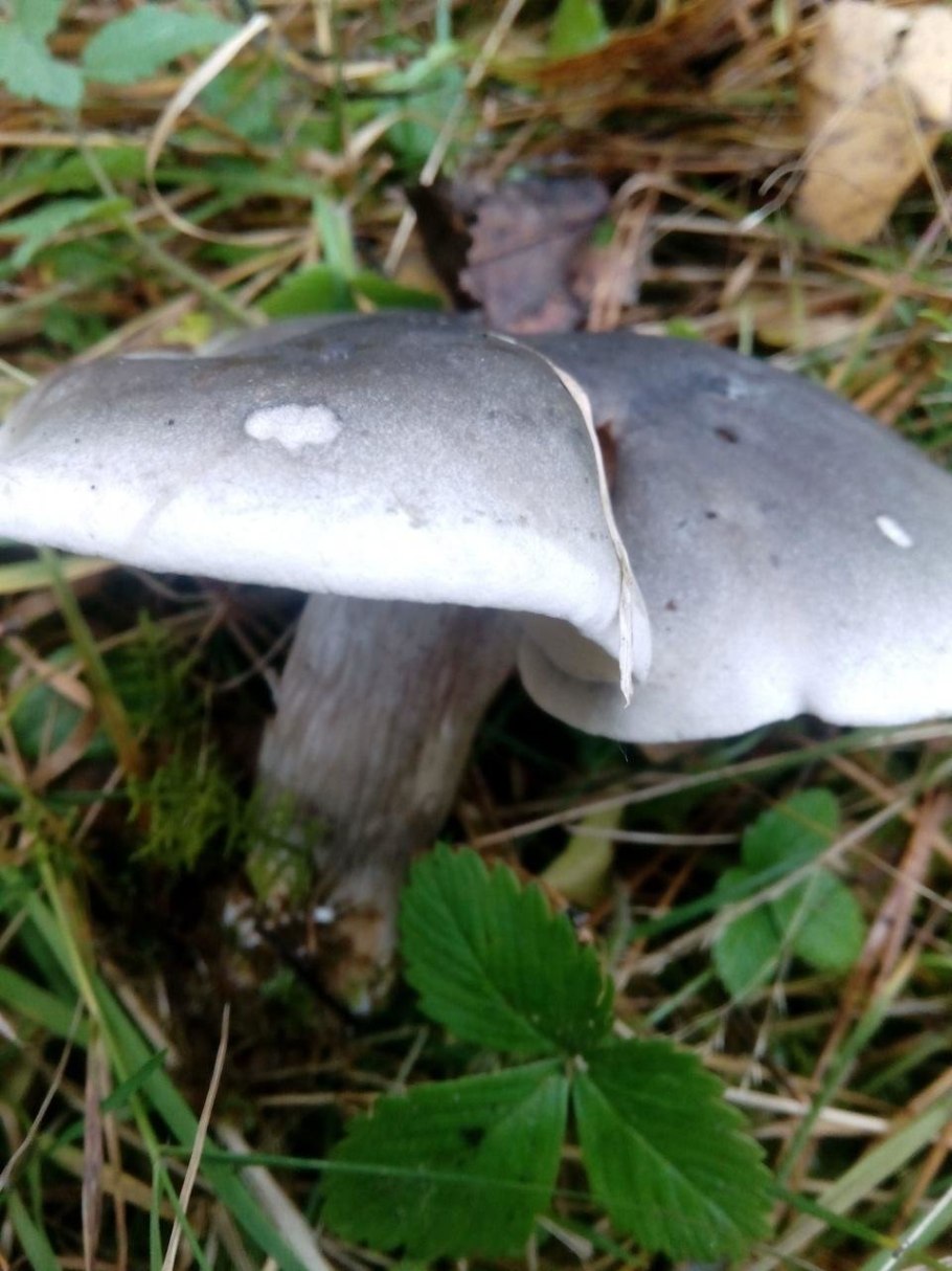 Рядовка мыльная Tricholoma saponaceum