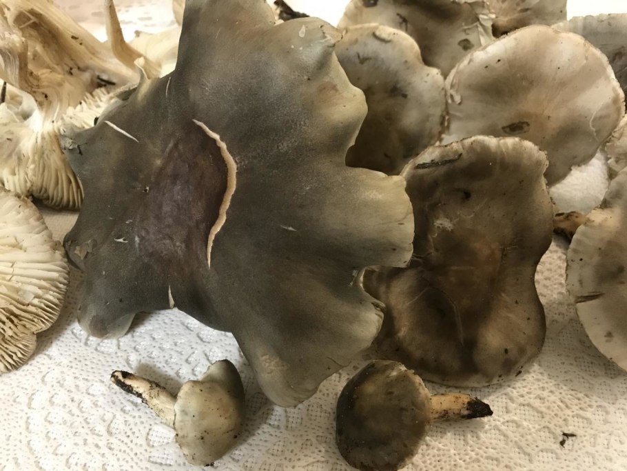 Сосновая рядовка гриб