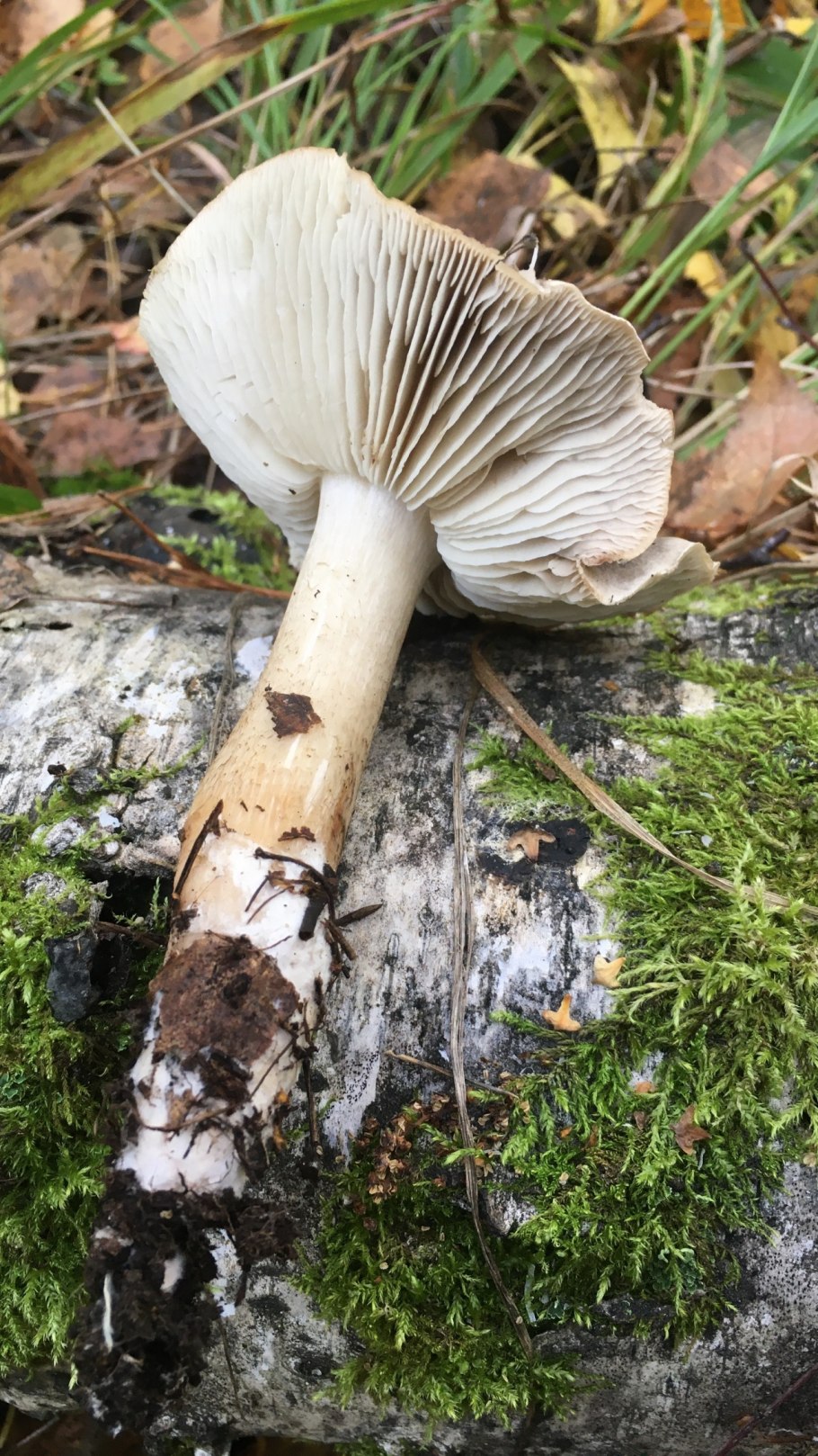 Рядовка мыльная