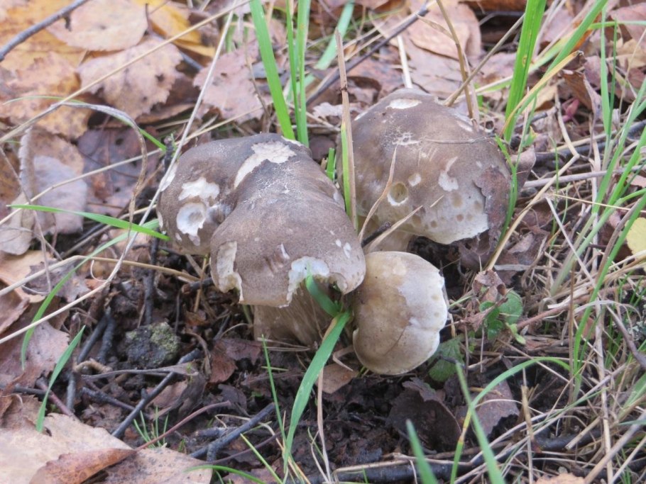 Tricholoma saponaceum