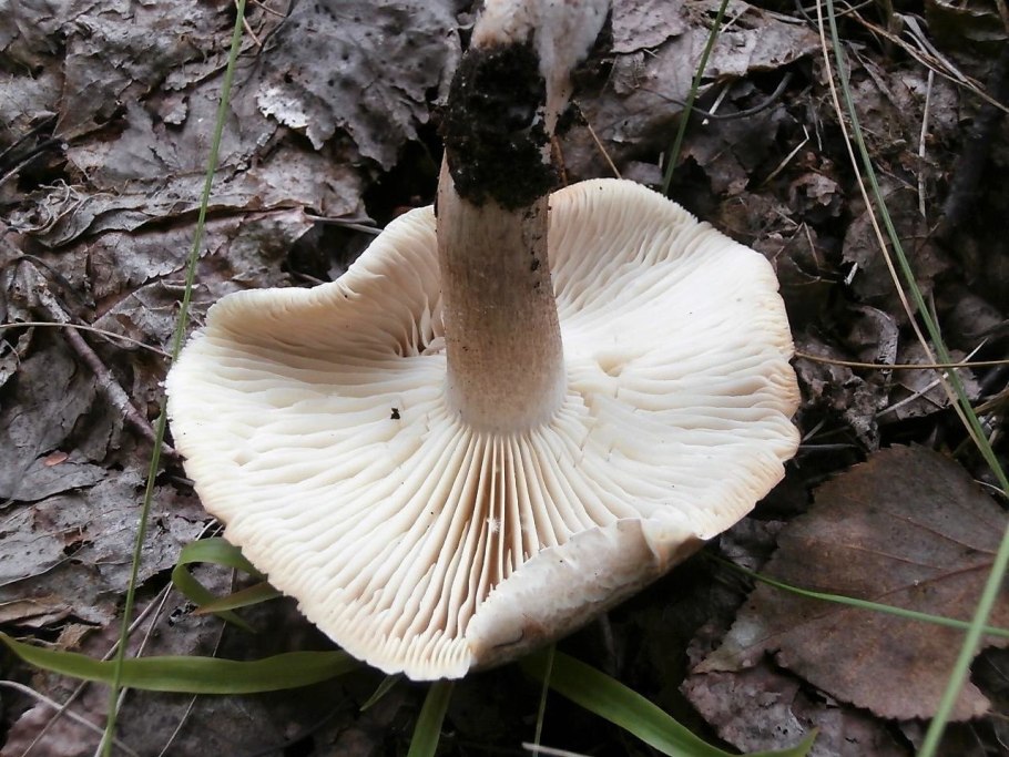 Рядовка серая Tricholoma saponaceum