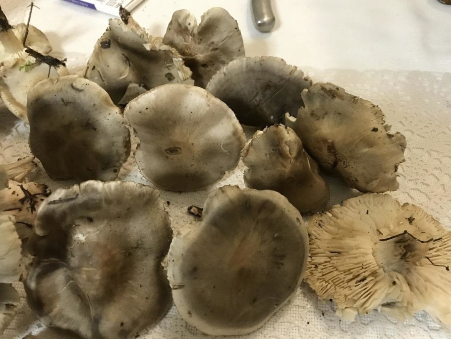 Грибы рядовка мыльная