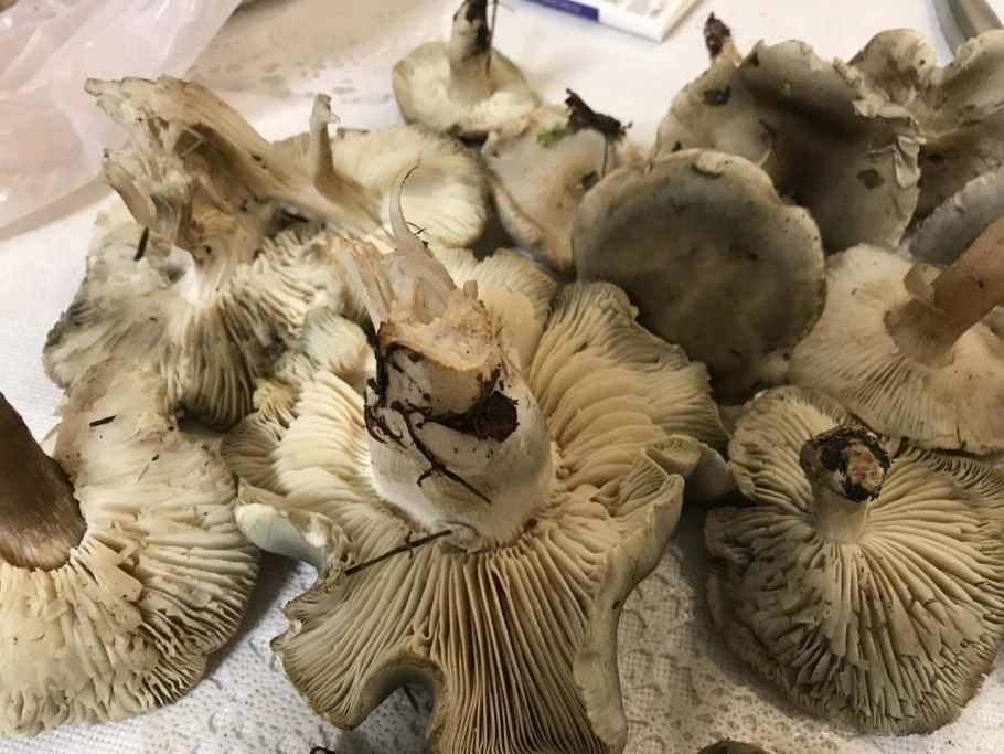 Рядовка мыльная ножка