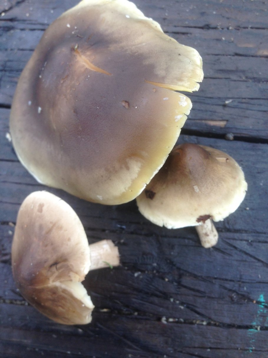 Гриб рядовка съедобный