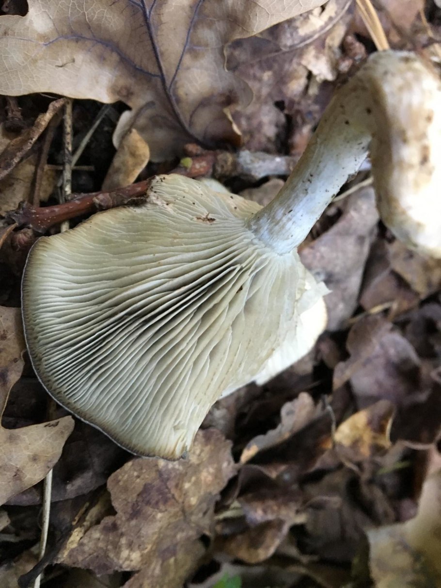 Рядовка мыльная Tricholoma saponaceum