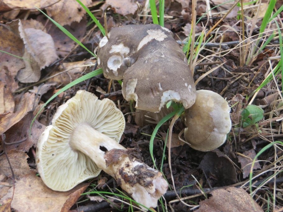 Рядовки в березовых посадках