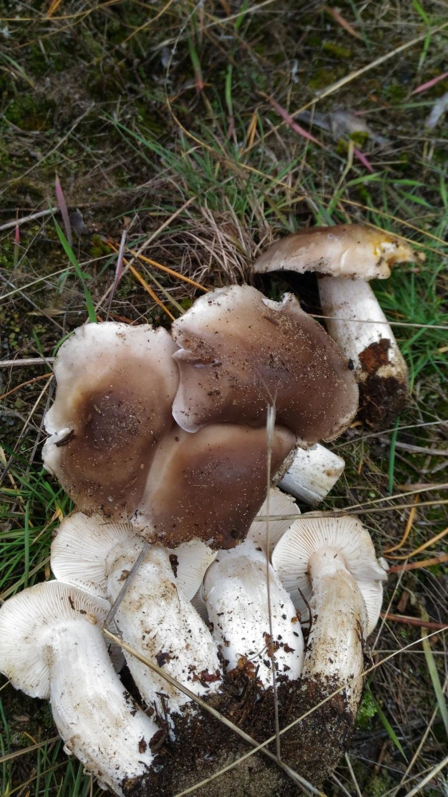 Рядовка гриб