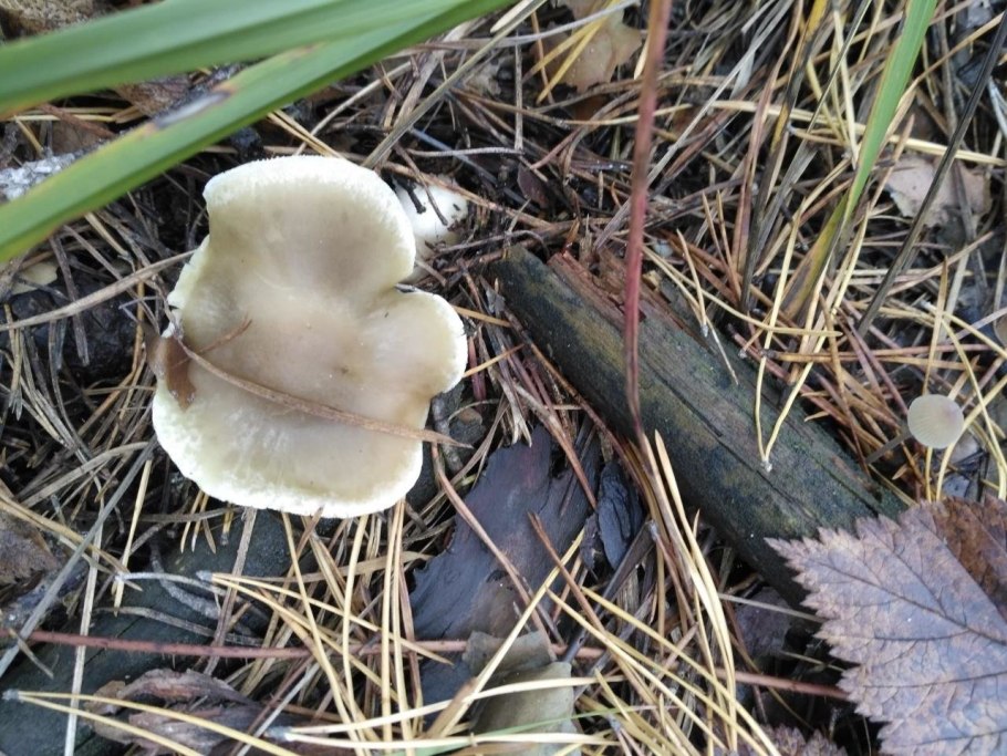 Грибы рядовки грибы рядовки