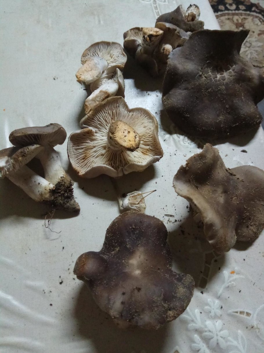 Рядовка несъедобная мыльная (трихолома).