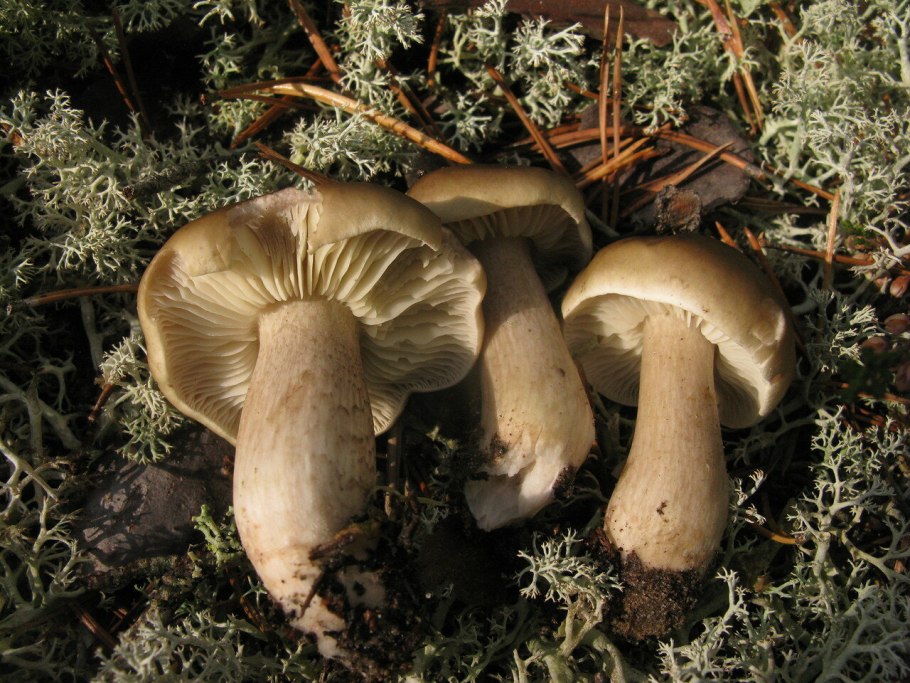 Грибы рядовка мыльная