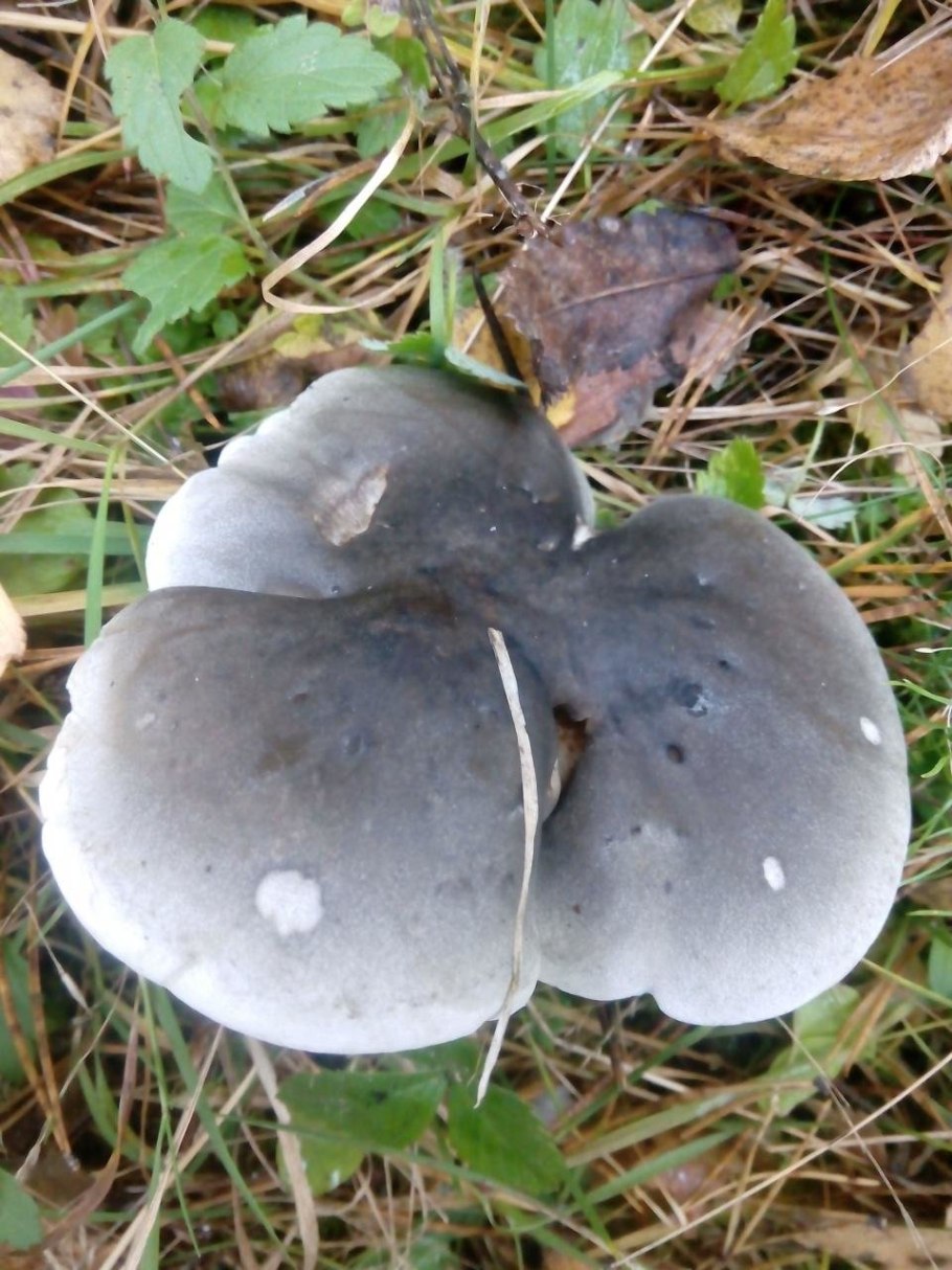 Рядовка мыльная