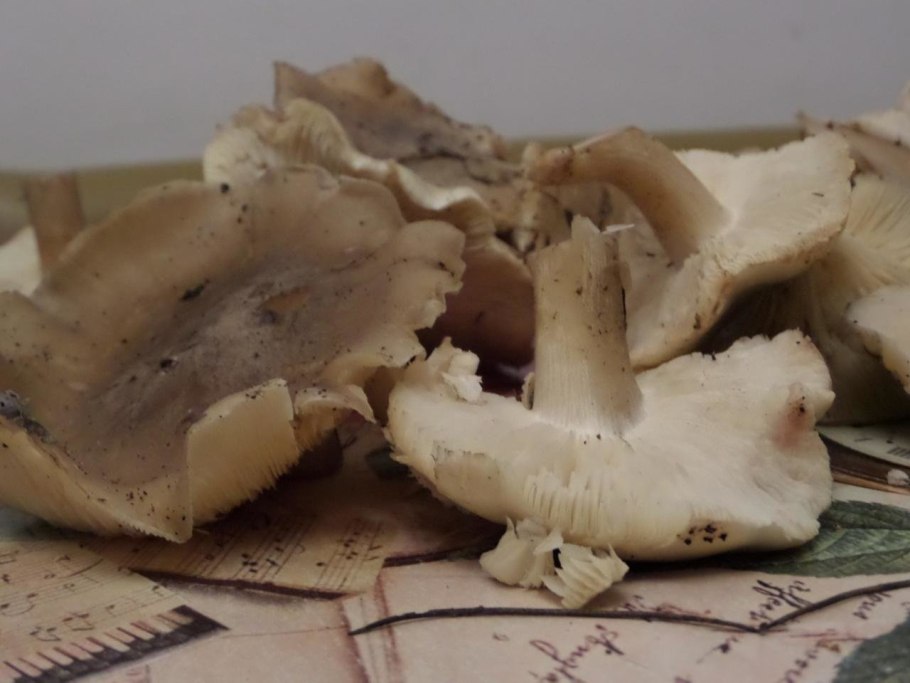 Рядовка мыльная Tricholoma saponaceum