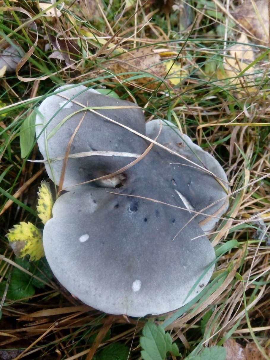 Синюха гриб