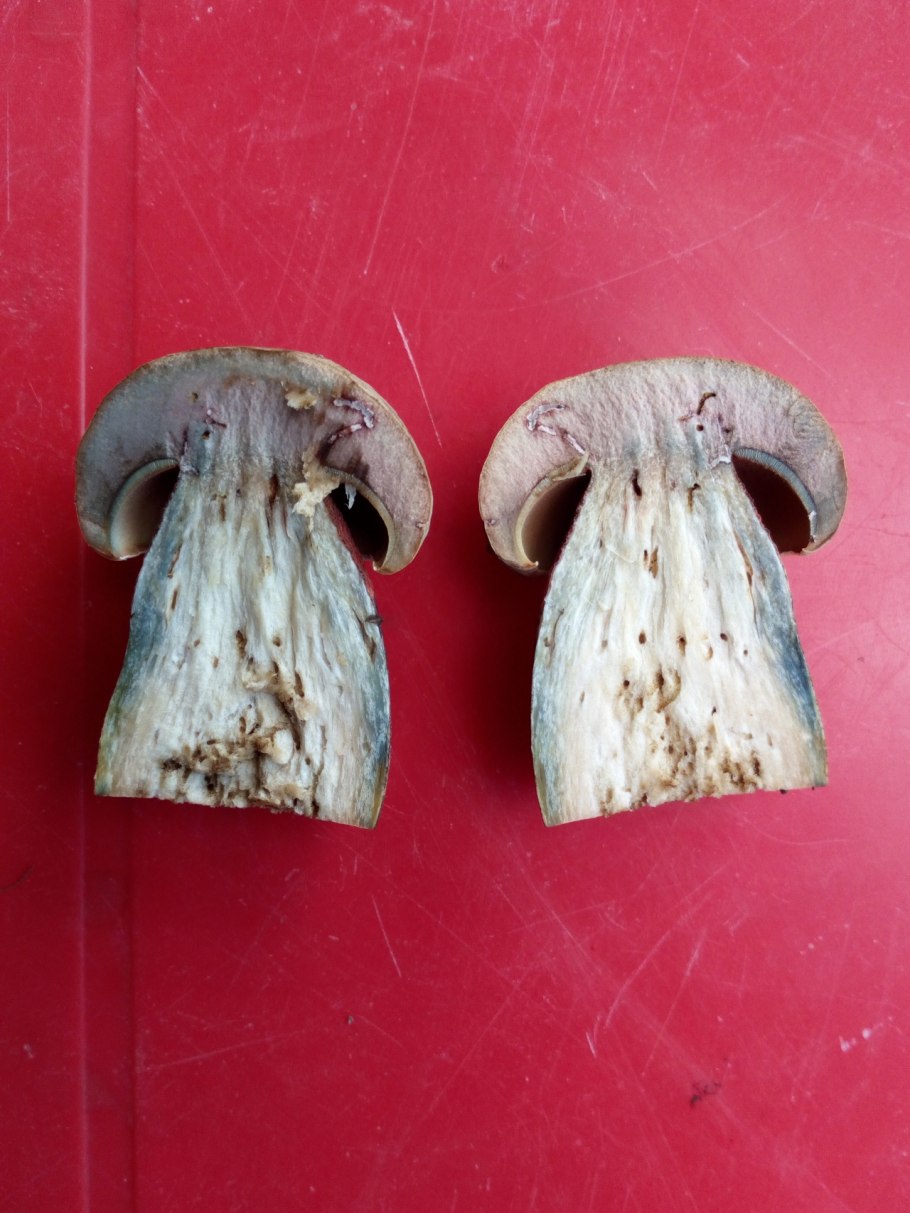 Поганка синеет на срезе?