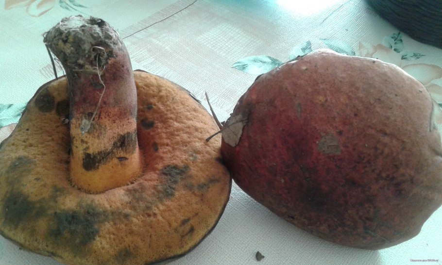 Гриб у которого синеет шляпка