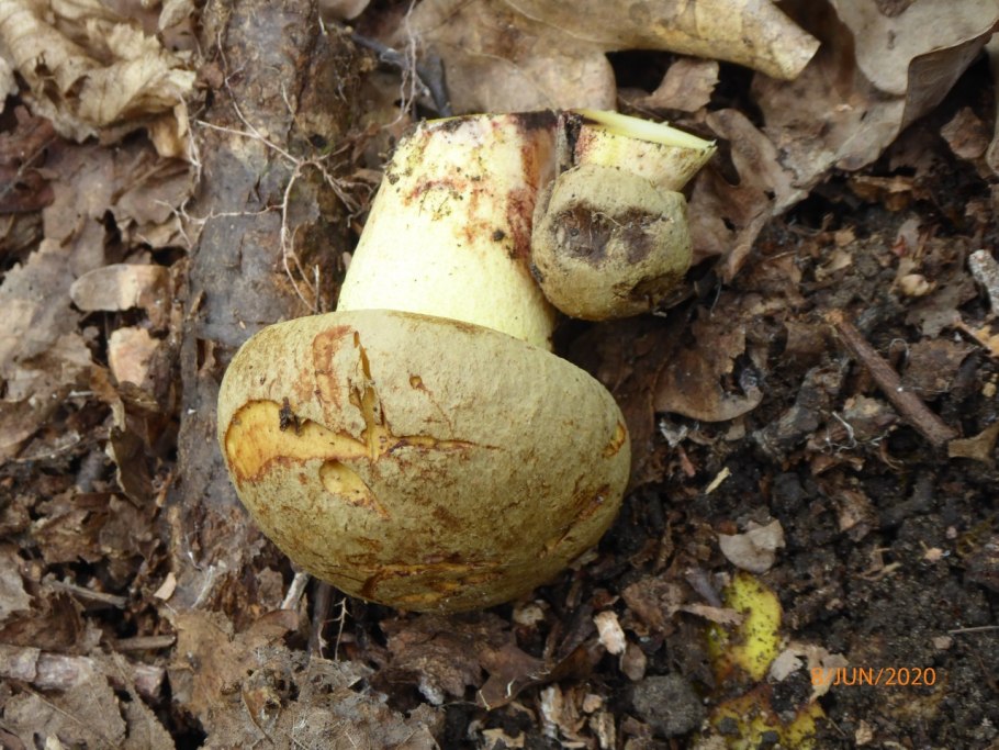 Полубелый гриб (Hemileccinum impolitum)