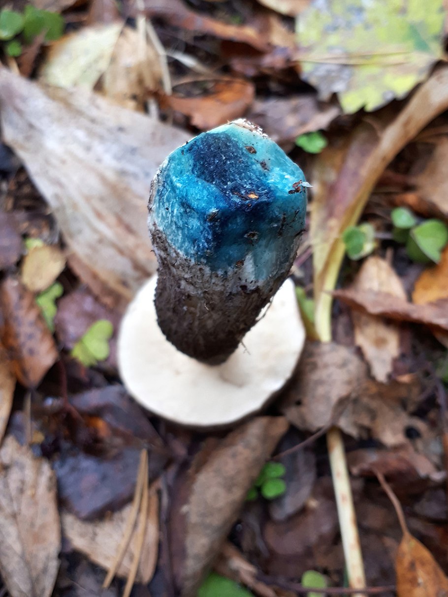 Болетус синеющий