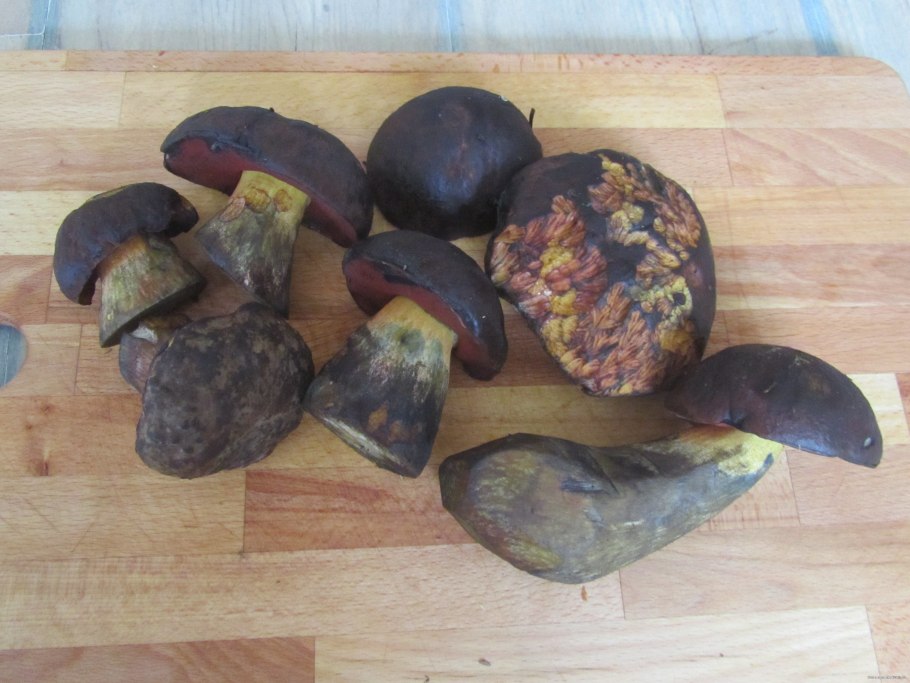 Грибы подосиновики синеют