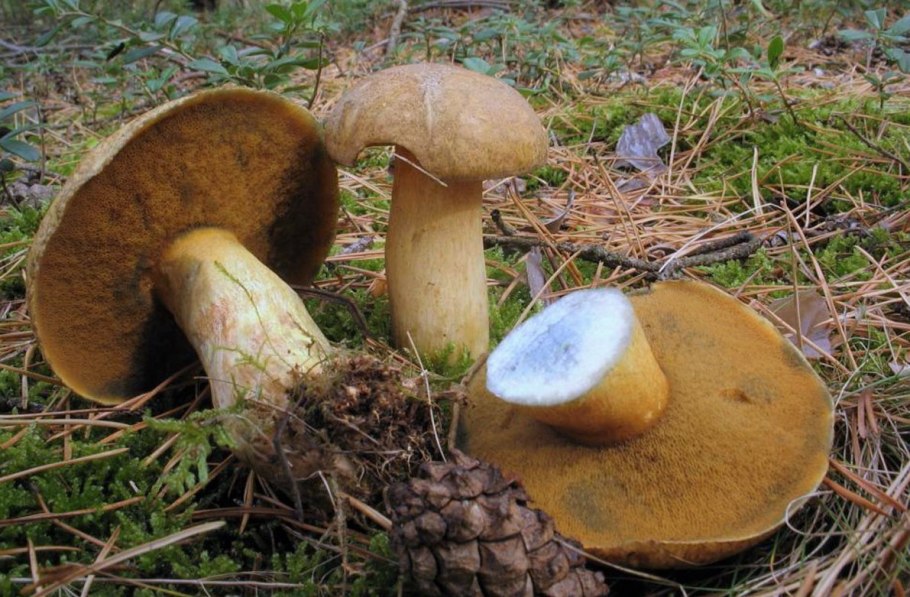 Масленок желто-бурый Suillus variegatus