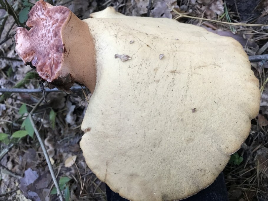 Страшные грибы в Краснодарском