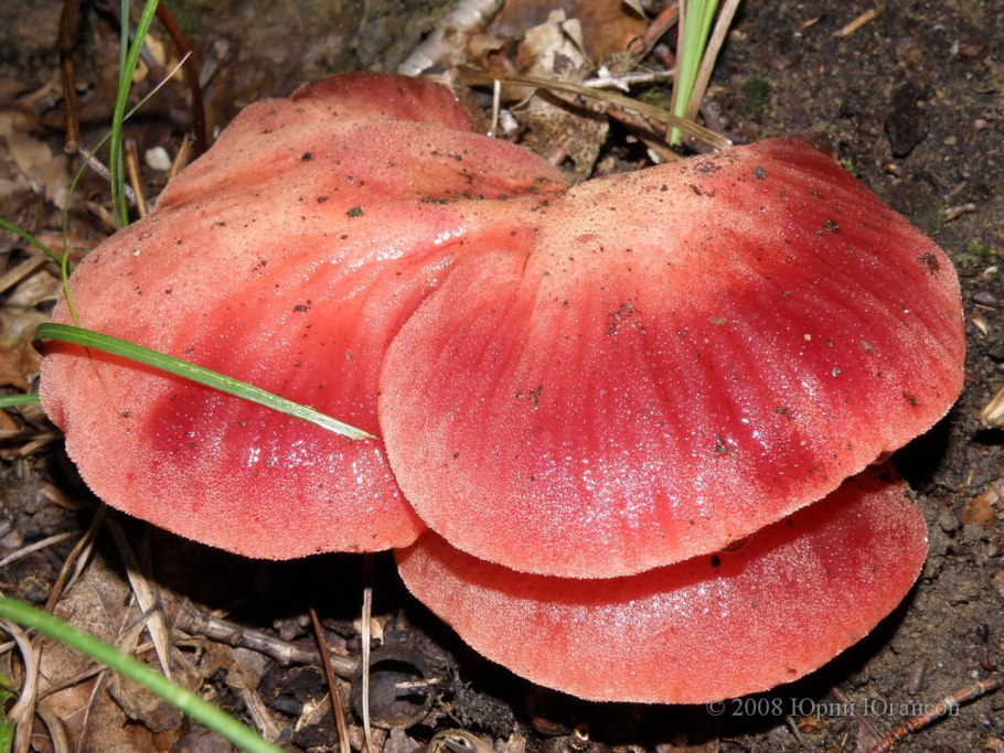 Печёночница обыкновенная гриб