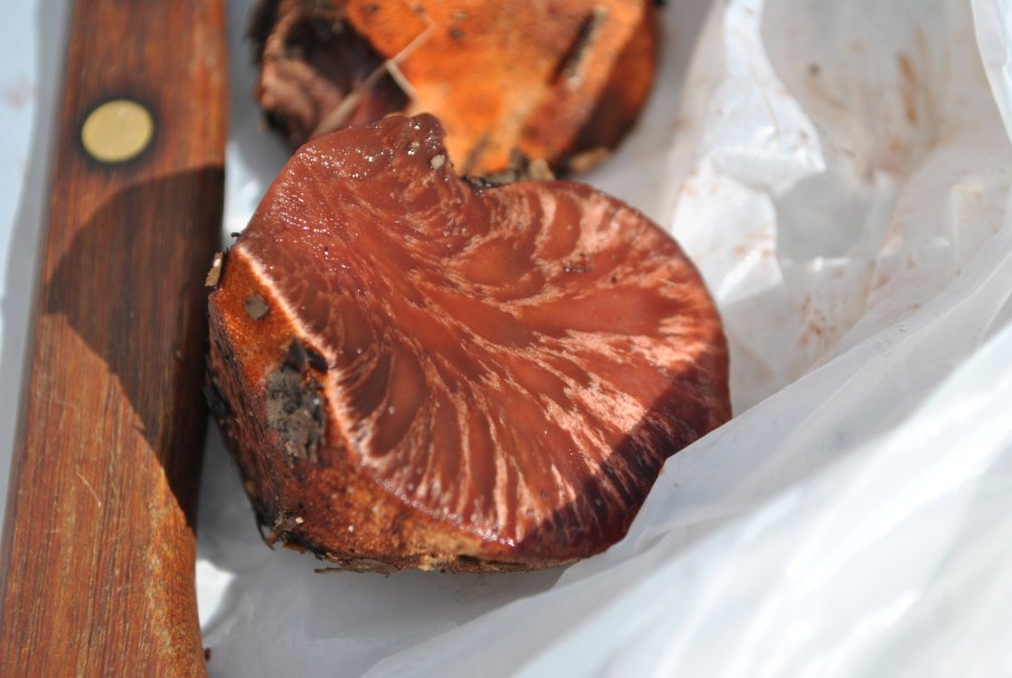 Гриб мясокрасная печеночница