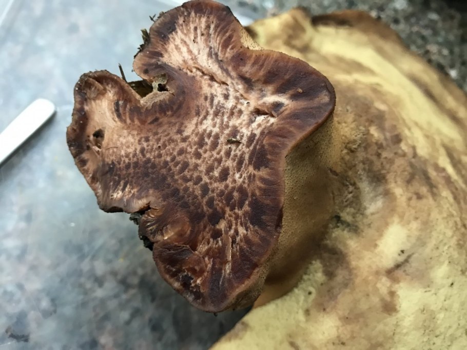 Гриб печеночник на ножке