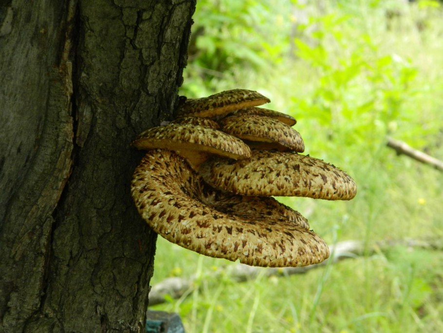 Печёночница (Fistulina hepatica)