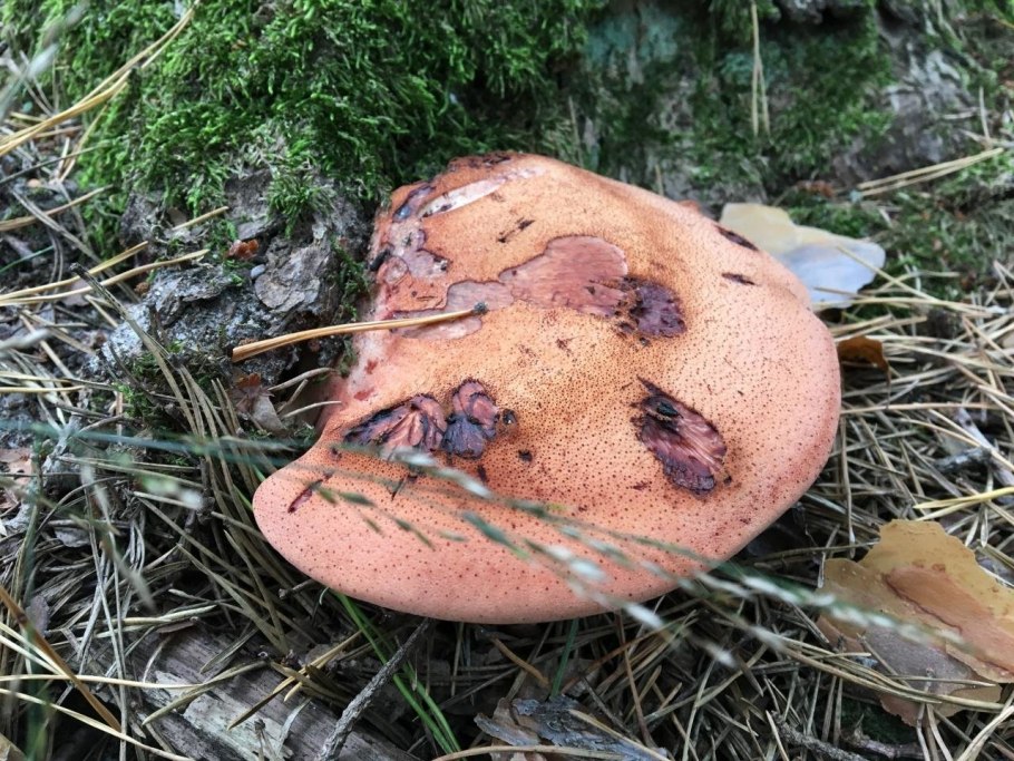 Гриб Тёщин язык печеночник