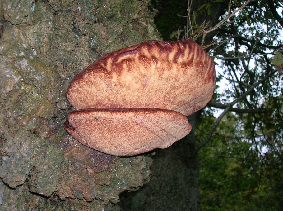 Fistulina hepatica гриб