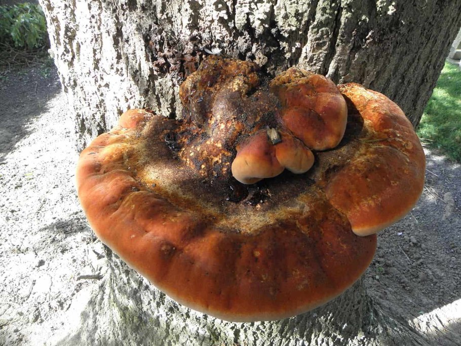 Fistulina hepatica печеночница обыкновенная