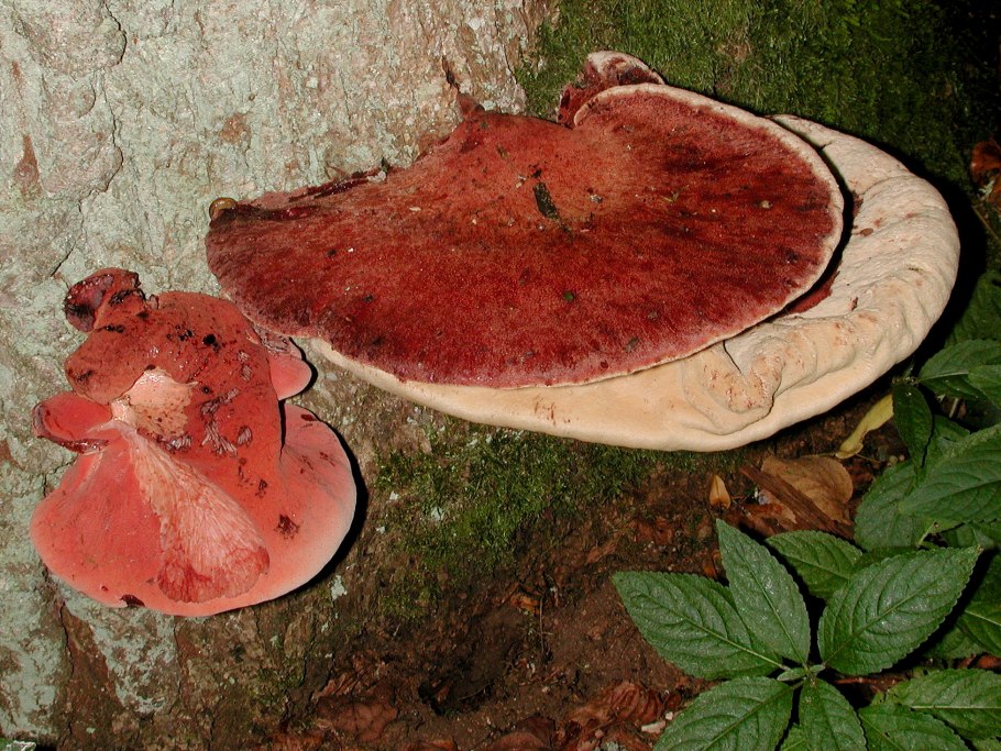 Гриб печеночница (Fistulina hepatica),